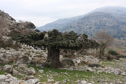 Willys Adventures jeep safari crete greece discover price